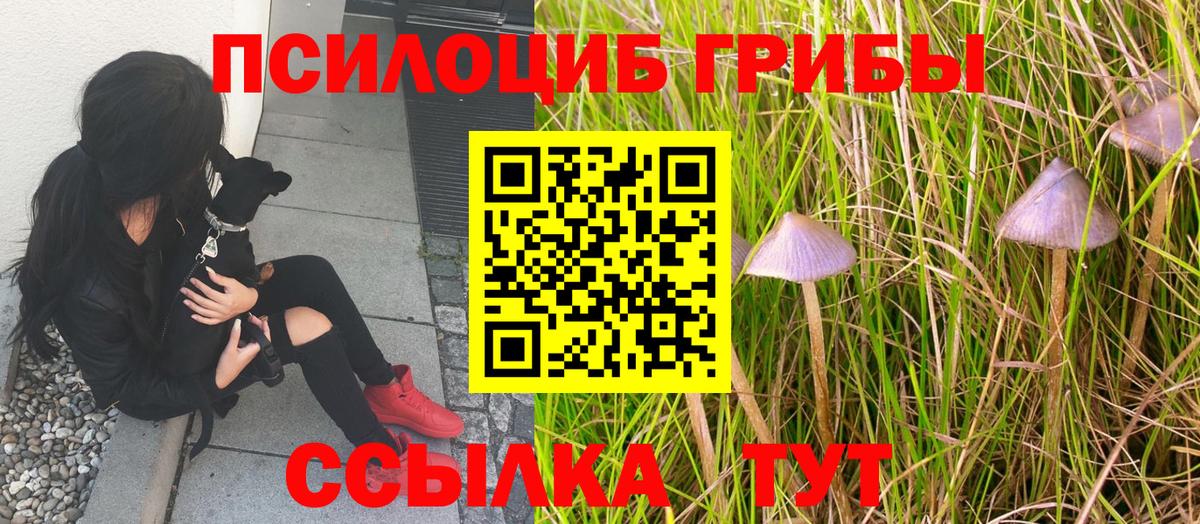 Галлюциногенные грибы ЛСД  Петровск  Псилоцибиновые грибы мицелий 